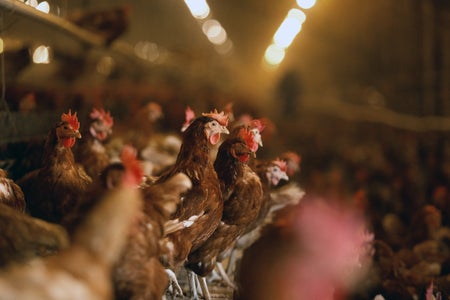 Chicken lined up at a farm with overhead light.