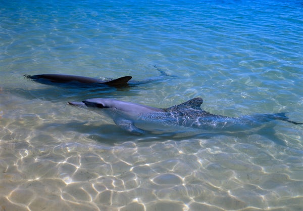 Two bottlenose dolphins in shallow water
