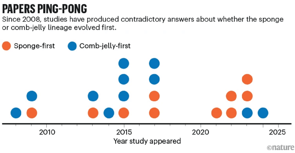 Un diagrama de puntos en una línea de tiempo que muestra cómo los estudios desde 2008 han alternado entre apoyar un origen de los animales primero en esponja y primero en peine y gelatina, destacando el desacuerdo actual en la biología evolutiva.