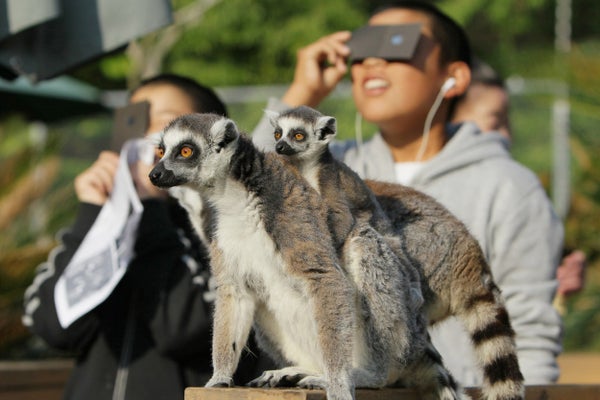 Lemurs look on as children view a solar eclipse thru eclipse glasses