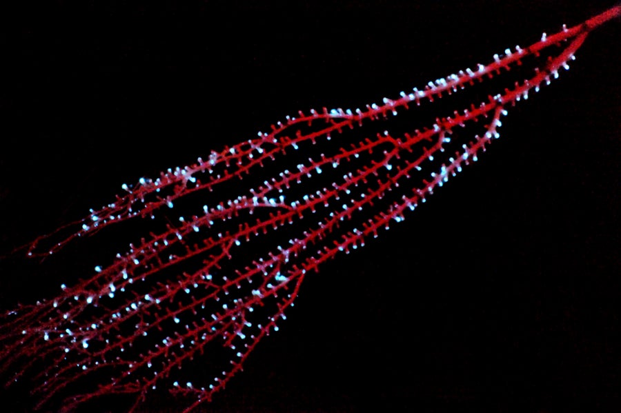 Corail présentant une bioluminescence