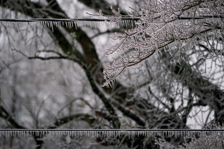 A close-up of tree branches and power lines covered with ice