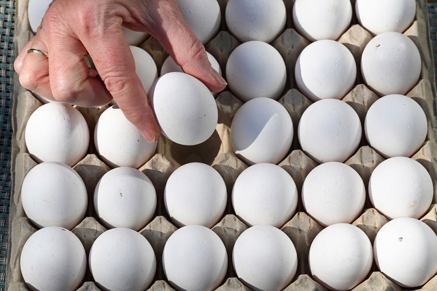 One hand removes an egg from a pack.