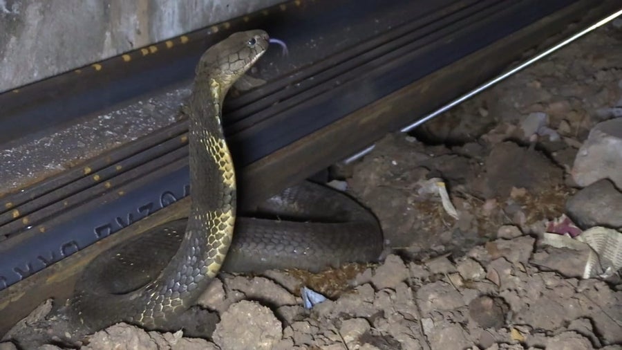 Тамно браонкастозелена змија се увијала испод железничке пруге са подигнутом главом