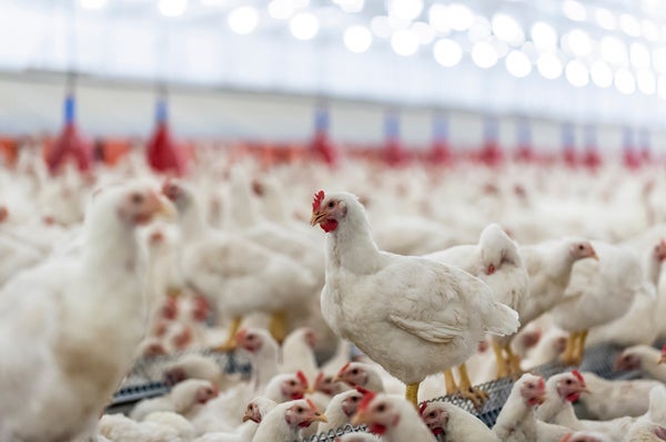 White chicken on farm