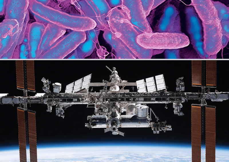 electron micrograph of Escherichia coli (top); The ISS pictured from the SpaceX Crew Dragon (bottom)
