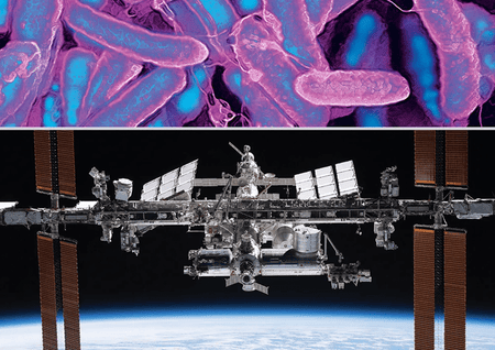 electron micrograph of Escherichia coli (top); The ISS pictured from the SpaceX Crew Dragon (bottom)