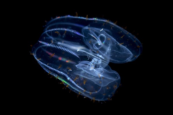 How Delicate Comb Jellies Withstand Ocean Depths But Melt Away on Land