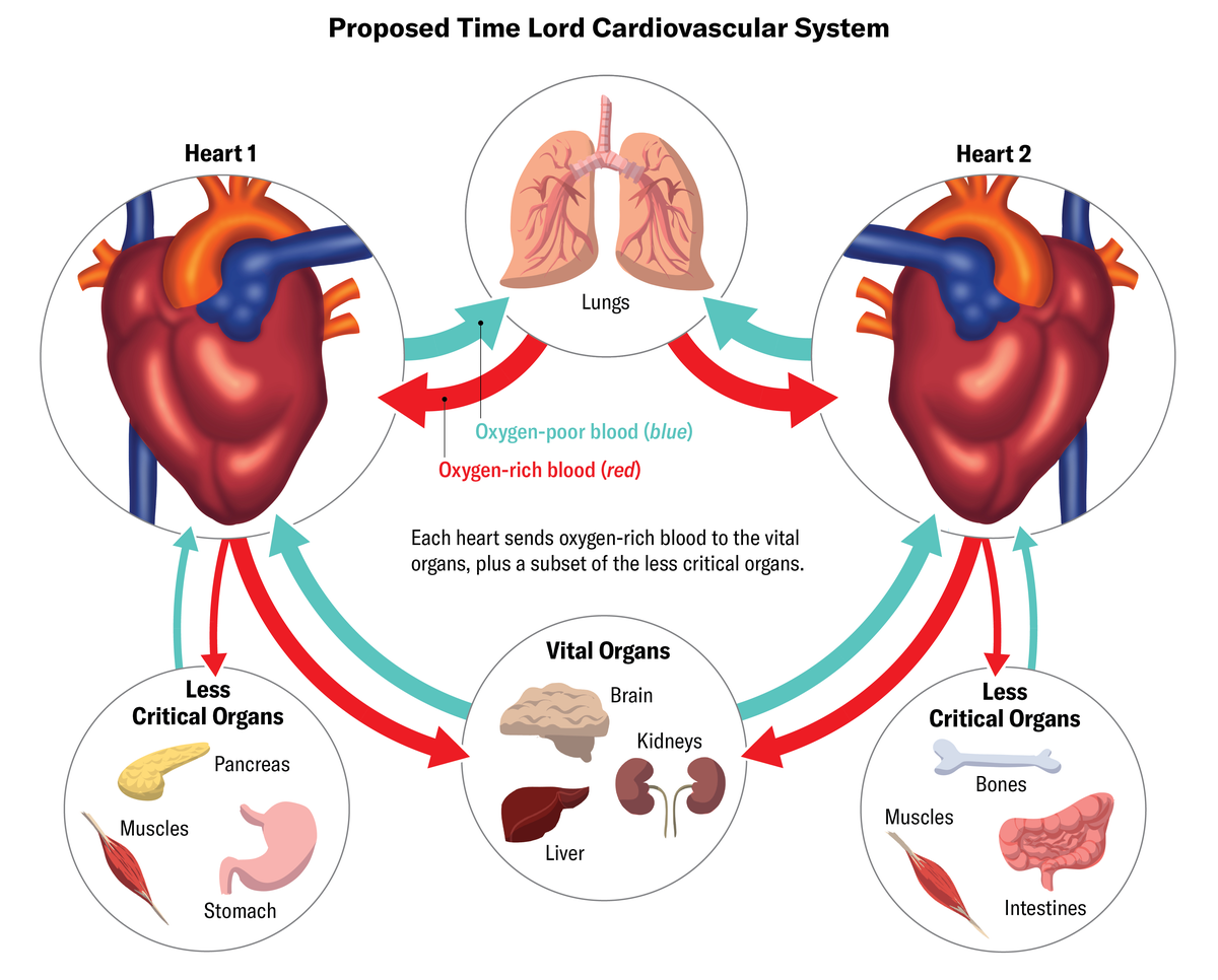 Doctor Who’s Time Lords Have Two Hearts. Here’s How Their Dual Cardiac ...