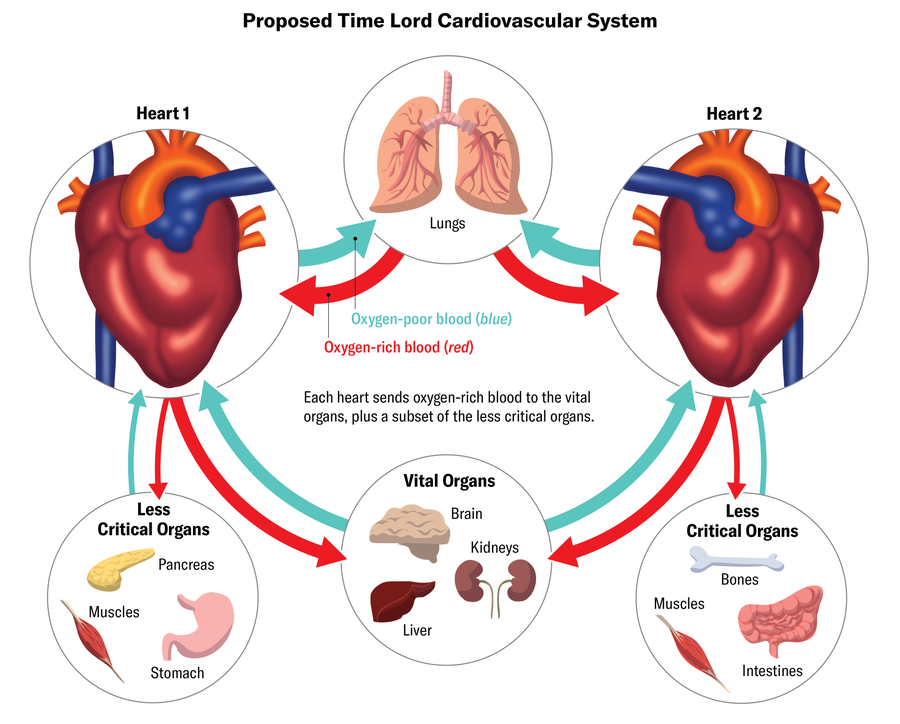 Illustration shows a proposed Time Lord cardiovascular system with two hearts. Both pump oxygen-rich blood to the brain, liver and kidneys. Each also pumps blood to a different set of less critical organs.