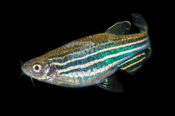 A macro shot of a zebra danio tropical fish.