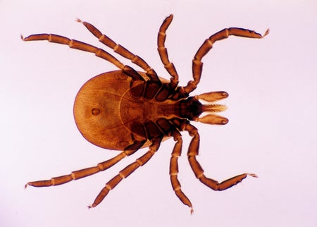 close up of deer tick from above on pink background.