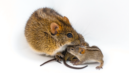Male African striped mouse with pups