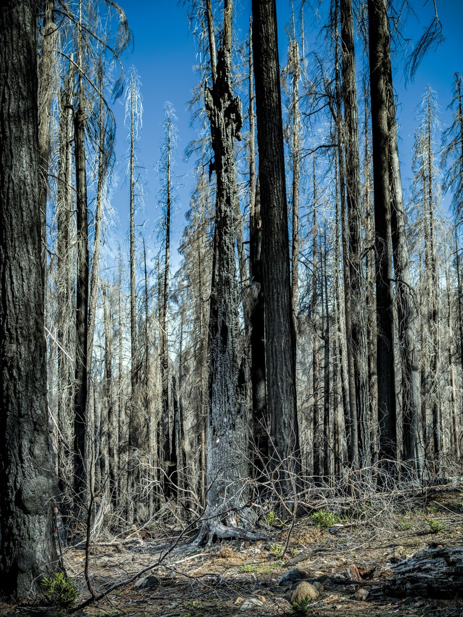 burnt forest