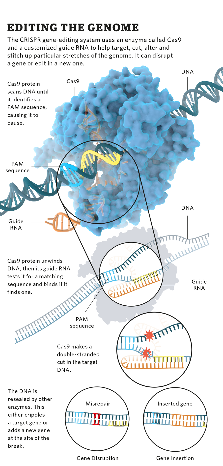 Editing the Genome graphic