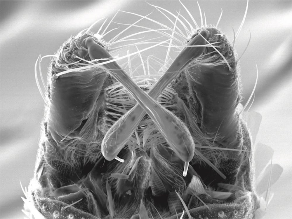 Estructuras genitales de un mosquito en forma de baqueta