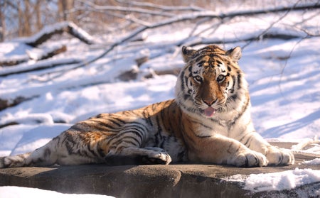 A tiger perches on a rock slab with snow in the background