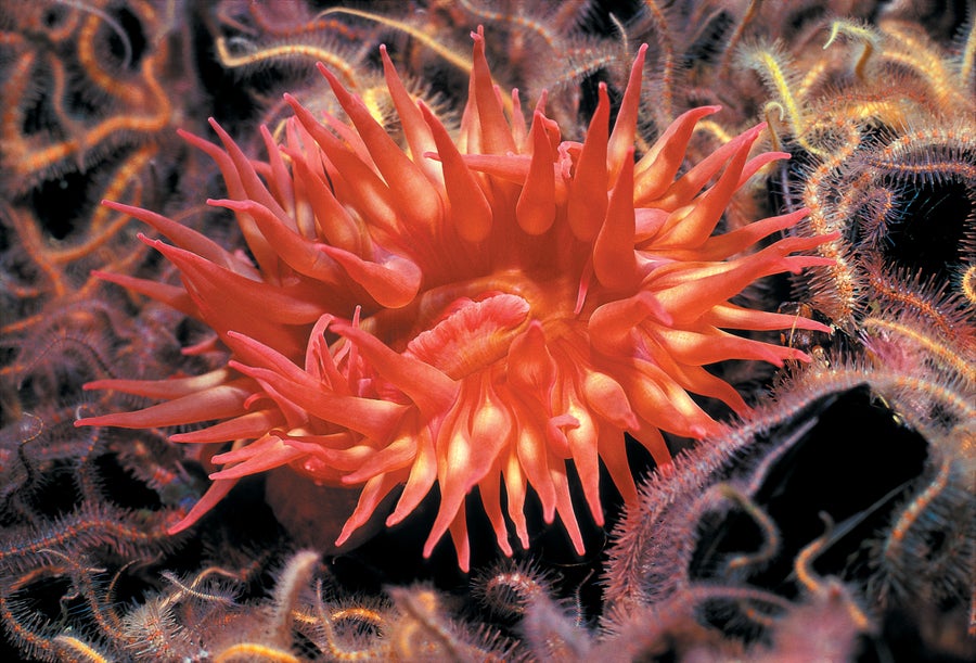 A pink sea anemone