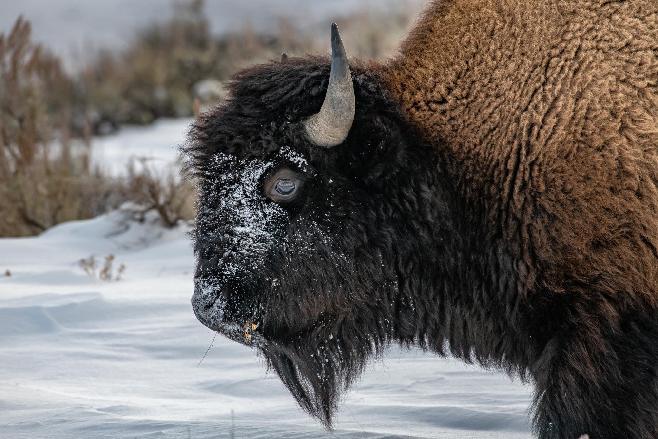 Do Animals Cry When They’re Sad? | Scientific American