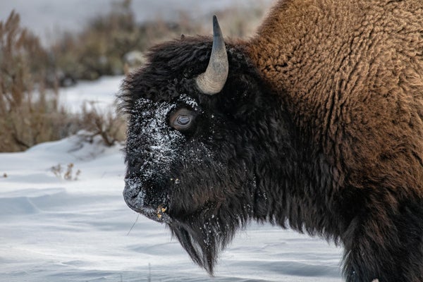 Bison close-up in the snow