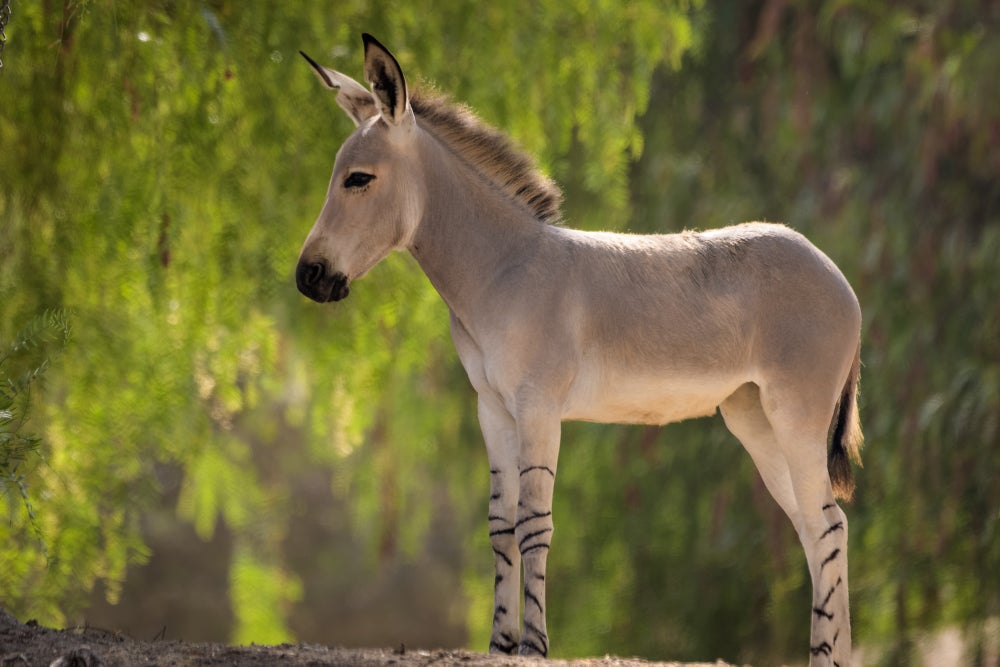 A side-on photo of an equid with pointed ears and delicately striped legs.