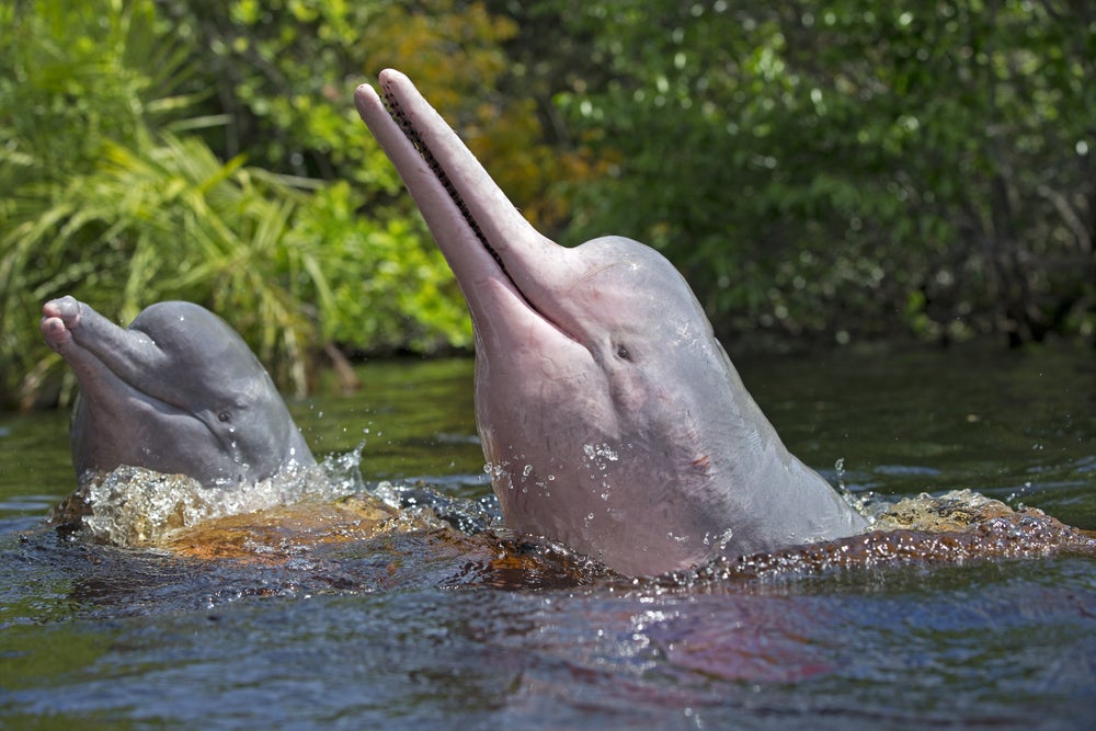 Dos delfines del río Amazonas