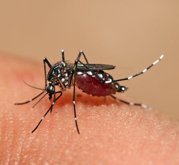 Vacuna contra el dengue resulta eficaz en gran ensayo clínico