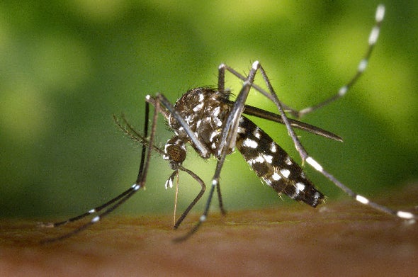 El Niño y el calentamiento global son responsables de la propagación del zika
