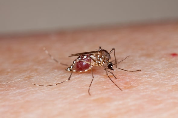 Con mosquitos transgénicos lucharán contra el zika en Brasil