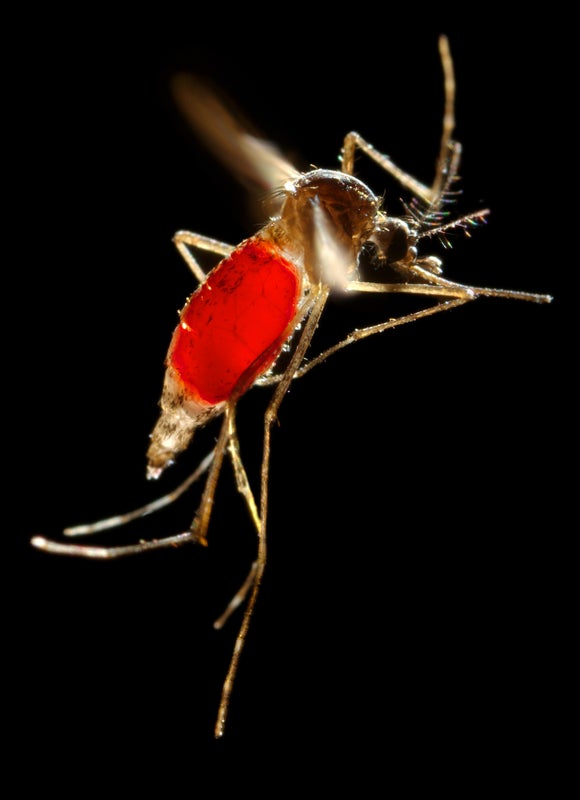 La OMS considera que el virus del Zika es "una amenaza de proporciones alarmantes"