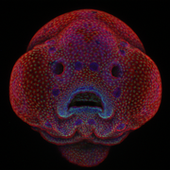 Embrión de pez cebra
