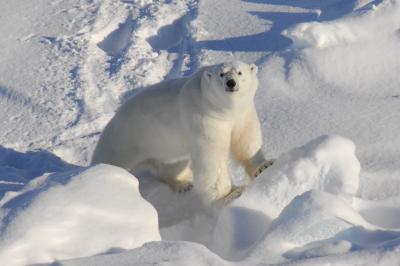 imán periscopio bueno Los osos polares se enfrentan a otra amenaza: la contaminación - Scientific  American - Español