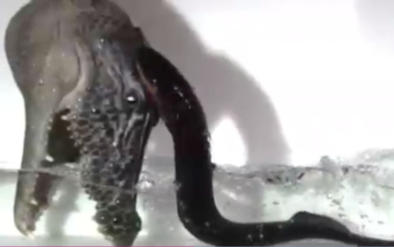 El Triple Salto Mortal Y Electrizante De La Anguila Amazonica Scientific American Espanol