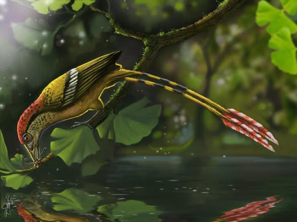 Hallan en Brasil fósil de ave de la época de los dinosaurios [con vídeo]