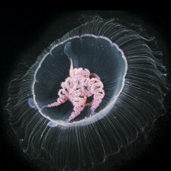 Las medusas: las nadadoras más eficientes del océano