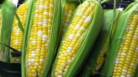 ¿Qué es un alimento genéticamente modificado?