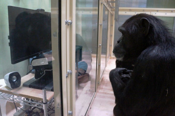Puede que los chimpancés sean capaces de comprender la mente de los demás