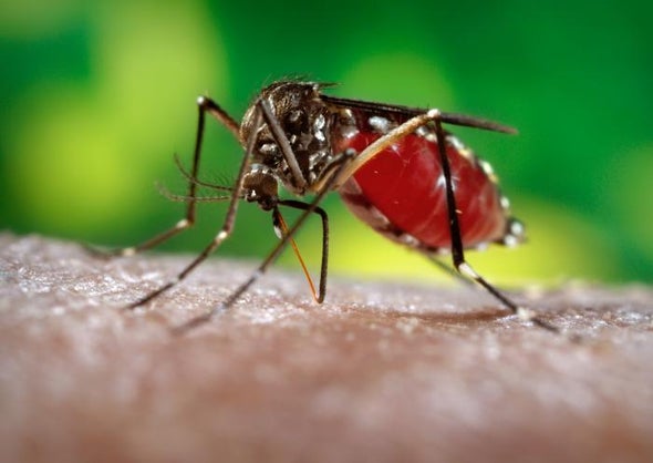 Es posible que el zika se expanda más en EE.UU. y el resto del mundo, dice la OMS