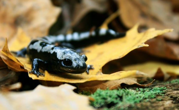 Una de cada seis especies del planeta está en riesgo de extinción por el cambio climático