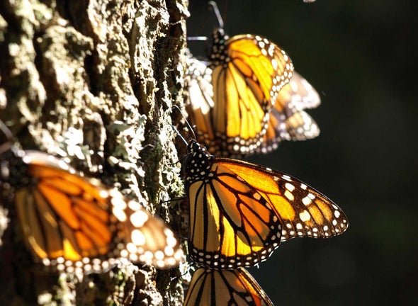 La mariposa monarca lleva la migración en los genes