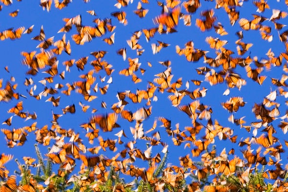 El 8% del patrimonio mundial natural está en peligro crítico