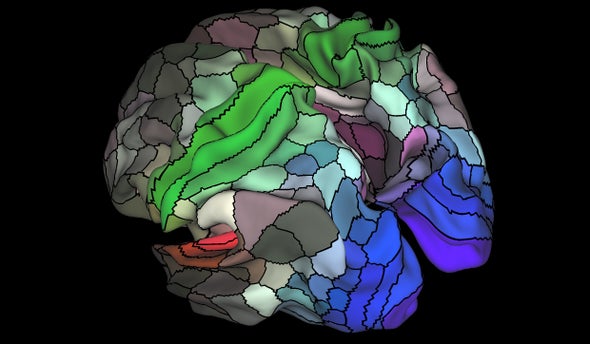 Un nuevo mapa registra áreas desconocidas de la corteza cerebral