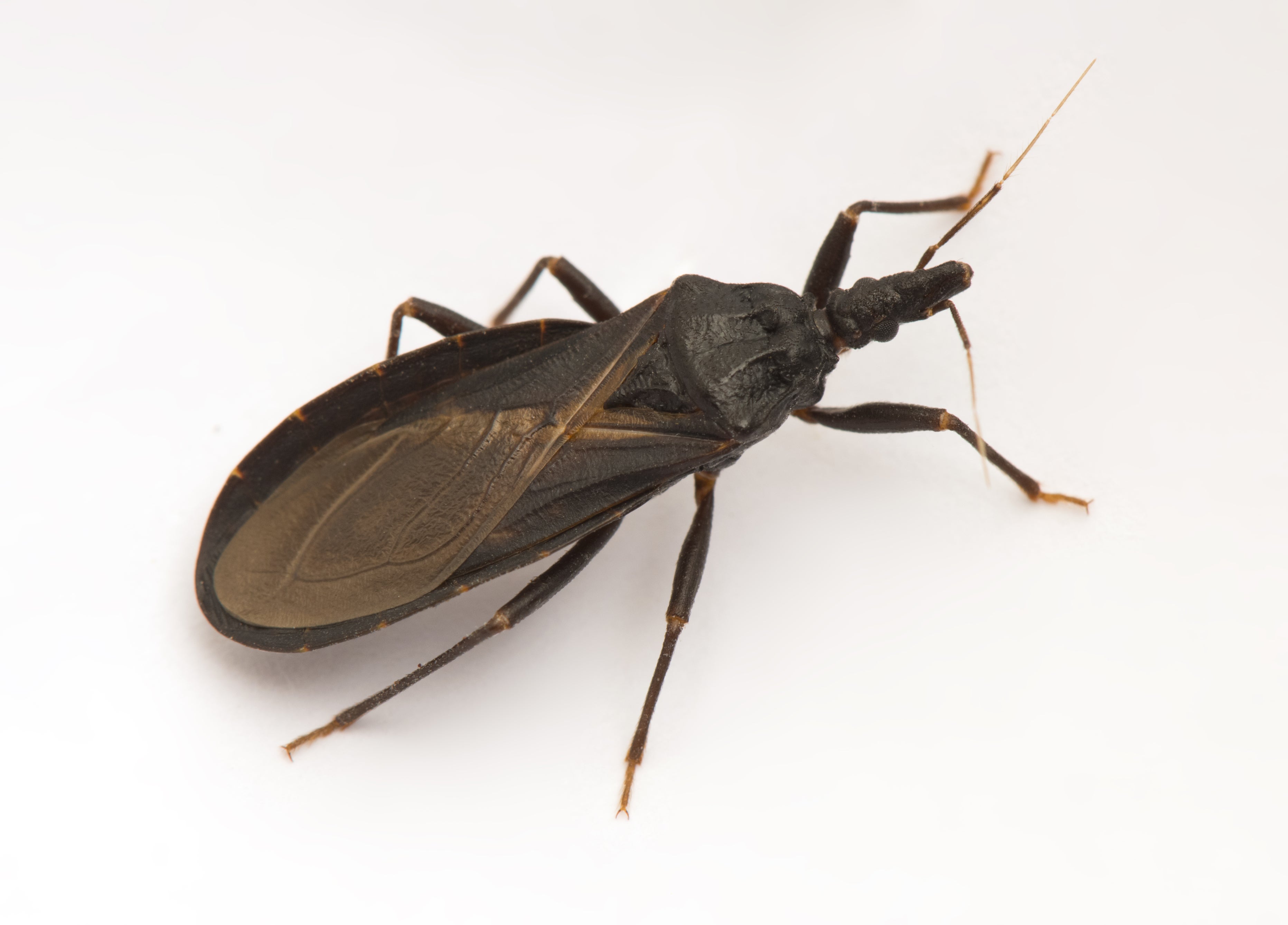 insecto que causa el chagas