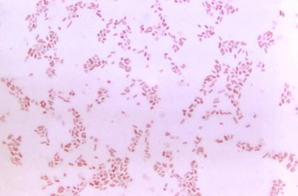 Las bacterias intestinales tienen su rol en el autismo