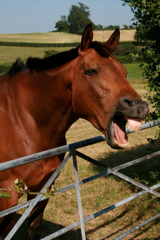 Los caballos también tienen expresiones faciales