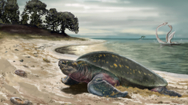 Paleontólogos describen la tortuga marina más antigua