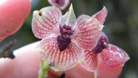Descubren en Colombia una orquídea "diabólica"
