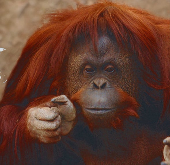Sandra, la orangután cuyos derechos básicos son reconocidos en Argentina