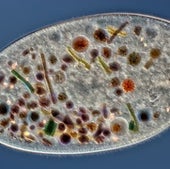 Organismo unicelular