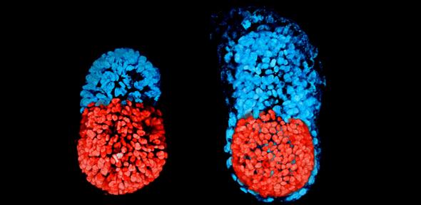 Creado el primer embrión artificial de ratón con células madre